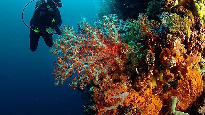 Drift Diving in Sharm