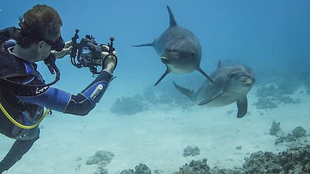 Scuba Diving With Dolphins